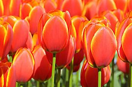 Encircle by Lisa Pieters