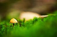 De eerste paddenstoel von Mees Tempelaar Miniaturansicht