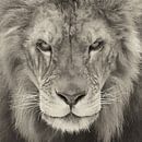 Porträt eines Löwen von Ellen van Schravendijk Miniaturansicht