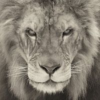 Portrait of a Lion