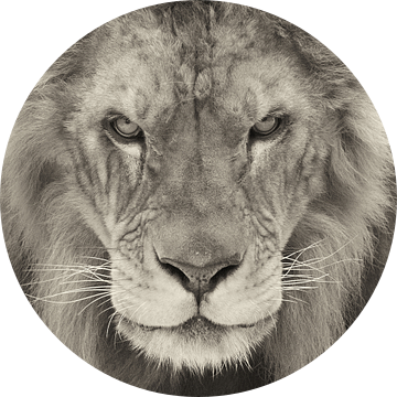 Portret van een Leeuw van Ellen van Schravendijk