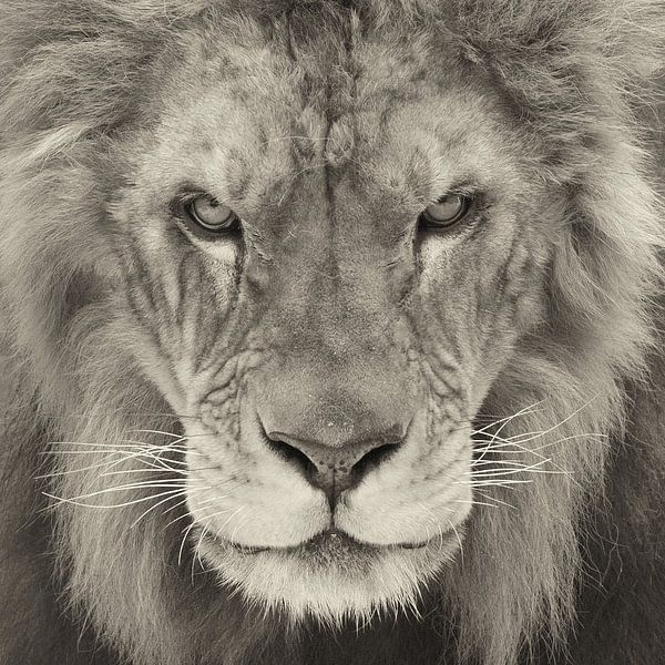 Porträt eines Löwen von Ellen van Schravendijk
