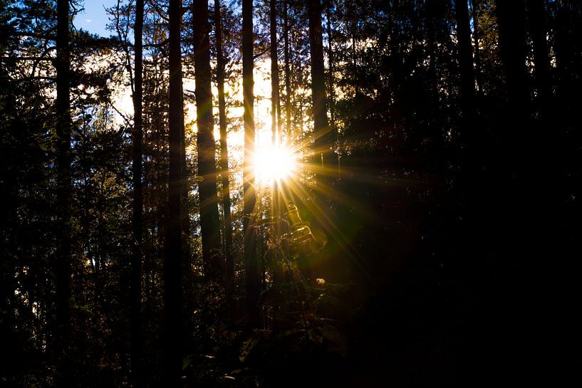 Le soleil brille dans la forêt par Myrthe van Boon