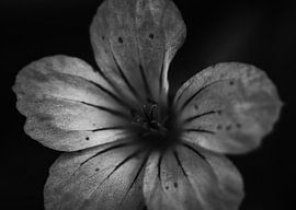Robertswort, stinking stork's beak by jb photography