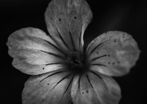 Robertswort, stinking stork's beak