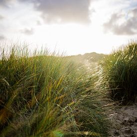 Düne mit Strandhafer und untergehender Sonne. Naturfotografie von Frank van Hulst