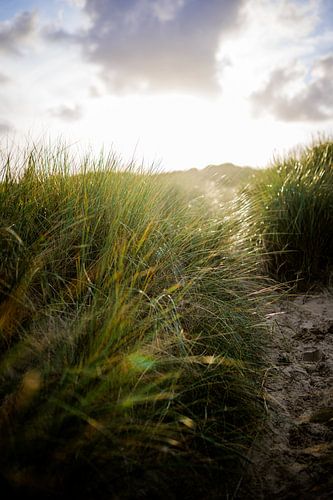 Düne mit Strandhafer und untergehender Sonne. Naturfotografie