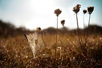 Herfst