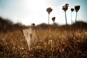 Herbst von Eva Overbeeke