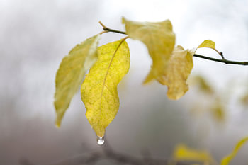 Herfstbladeren in de mist