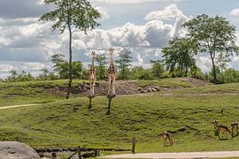 Animal kingdom "Giraffes" by ina kleiman
