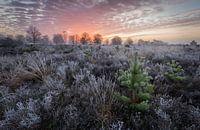 Bevroren kerstboom van Arjen Noord thumbnail
