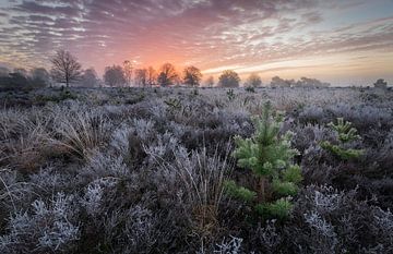 Bevroren kerstboom van Arjen Noord
