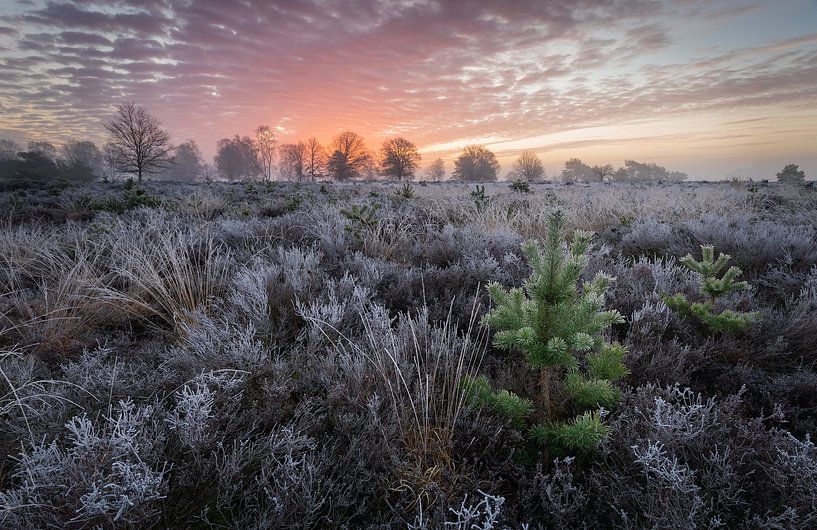 Bevroren kerstboom van Arjen Noord