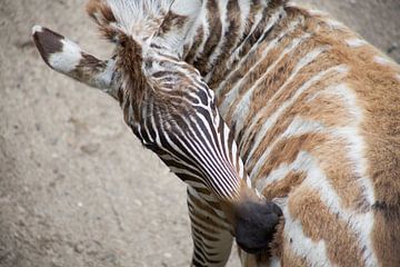 zebra van marijke servaes