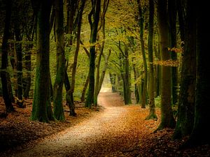 Explosion des couleurs d'automne