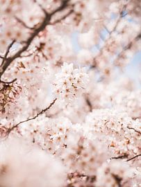 Prachtige Kersenbloesem