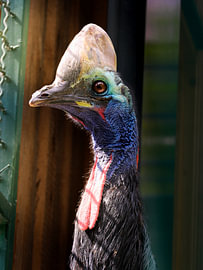 The colourful helmeted cassowary, a living piece of prehistory by Dennie Uitterlinde