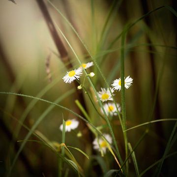 Gänseblümchen von Mariette Kranenburg