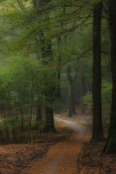 Dream forest. Bospad tijdens de herfst. van Michel Knikker