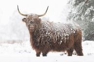 Highlander écossais dans la neige par Laura Vink Aperçu
