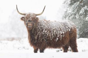 Schottischer Highlander im Schnee von Laura Vink