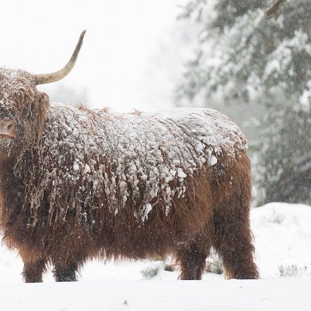 Schotse hooglander in de sneeuwvan Laura Vink