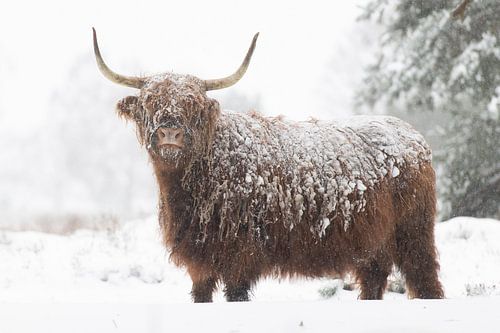 Scottish highlander in the snow