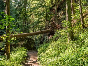 Schindergraben, Suisse saxonne - Sentier forestier menant à la vallée de la Polenz sur Pixelwerk