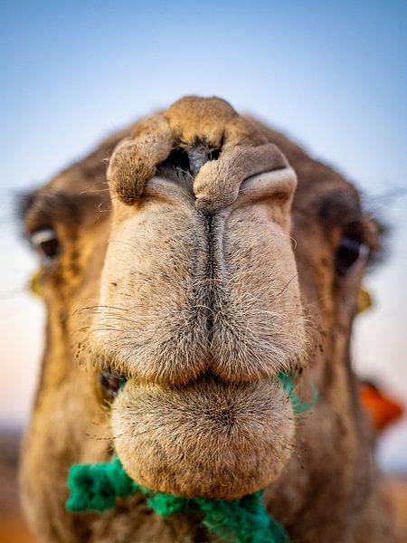 Kamel-Selfie von Mathias Möller