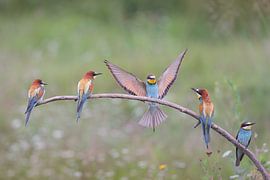 Bee-eater; European Bee-eater; Merops Apiaster by Marcel de Bruin