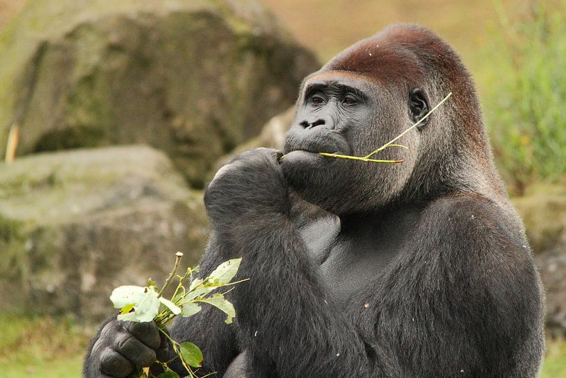 Gorilla zit lekker te smikkelen von Arnold van der Horst