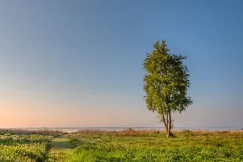 Le matin au Limfjord