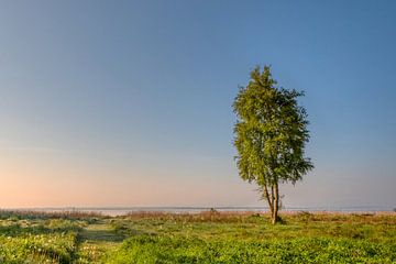 Ochtenden aan de Limfjord van Dieter König