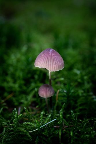 Purple mushroom 2