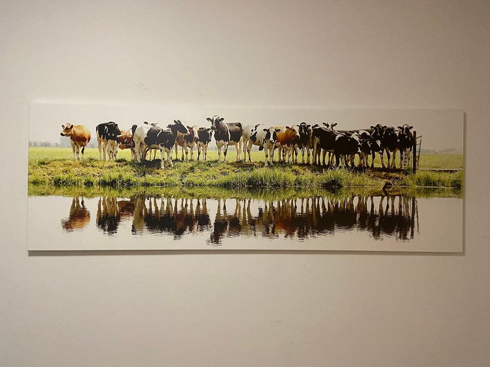 Kühe aufgereiht von Annemieke van der Wiel