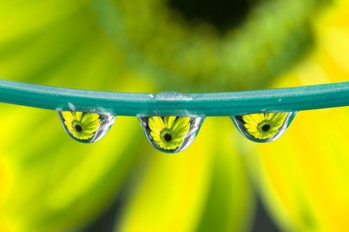 Triplet Gerbera (yellow)