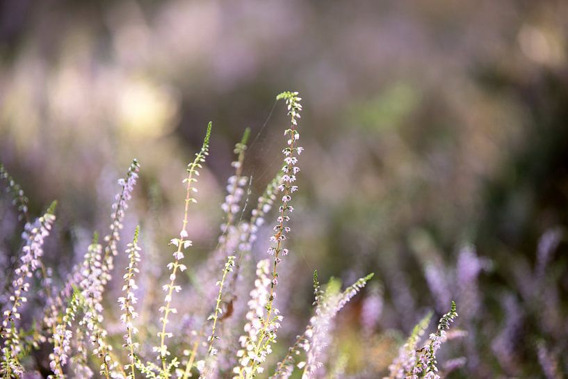 Blühendes Heidekraut, hergestellt auf der Veluwe von Karijn | Fine art Natuur en Reis Fotografie