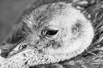 Strauß : Tierpark Blijdorp von Loek Lobel