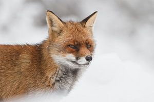 Renard roux sur Pim Leijen