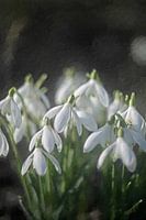Perce-neige peint numériquement