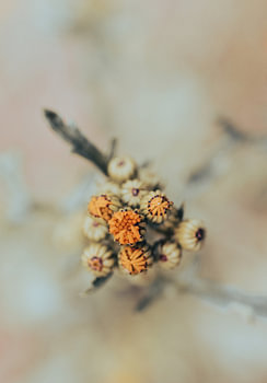 Nahaufnahme von Blumen in der Knospe