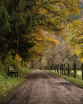 Bench in the woods by Martine Dignef