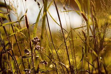 Grasses and water