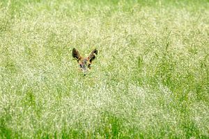 Ree hinde in het gras van Frans Lemmens