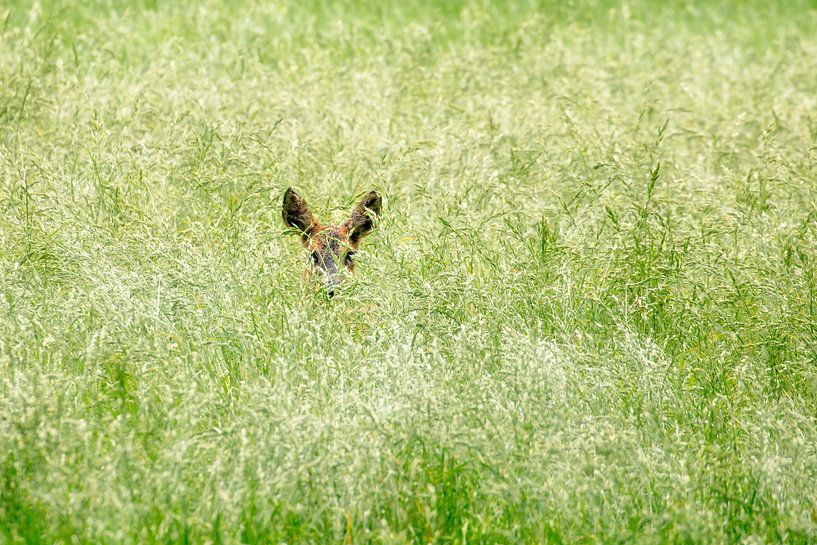 Chevreuil dans l'herbe par Frans Lemmens