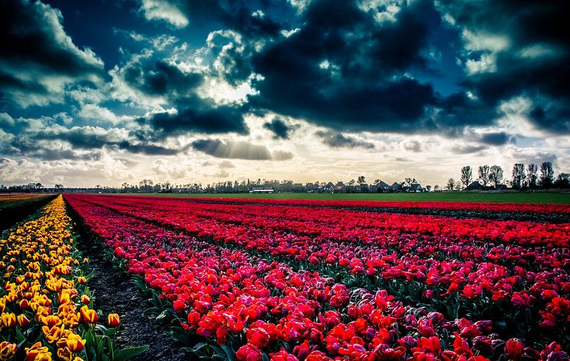tuliplandscap by peterheinspictures