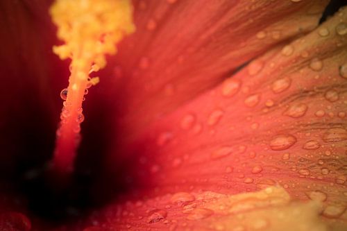 Hibiscus in the Rain