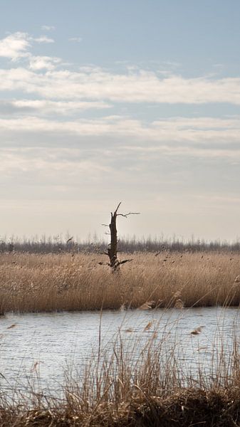 Tree alone by Michelle Hovius