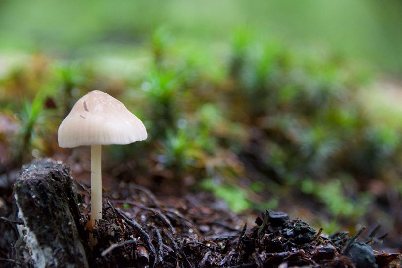 Champignon par Marjo Mol